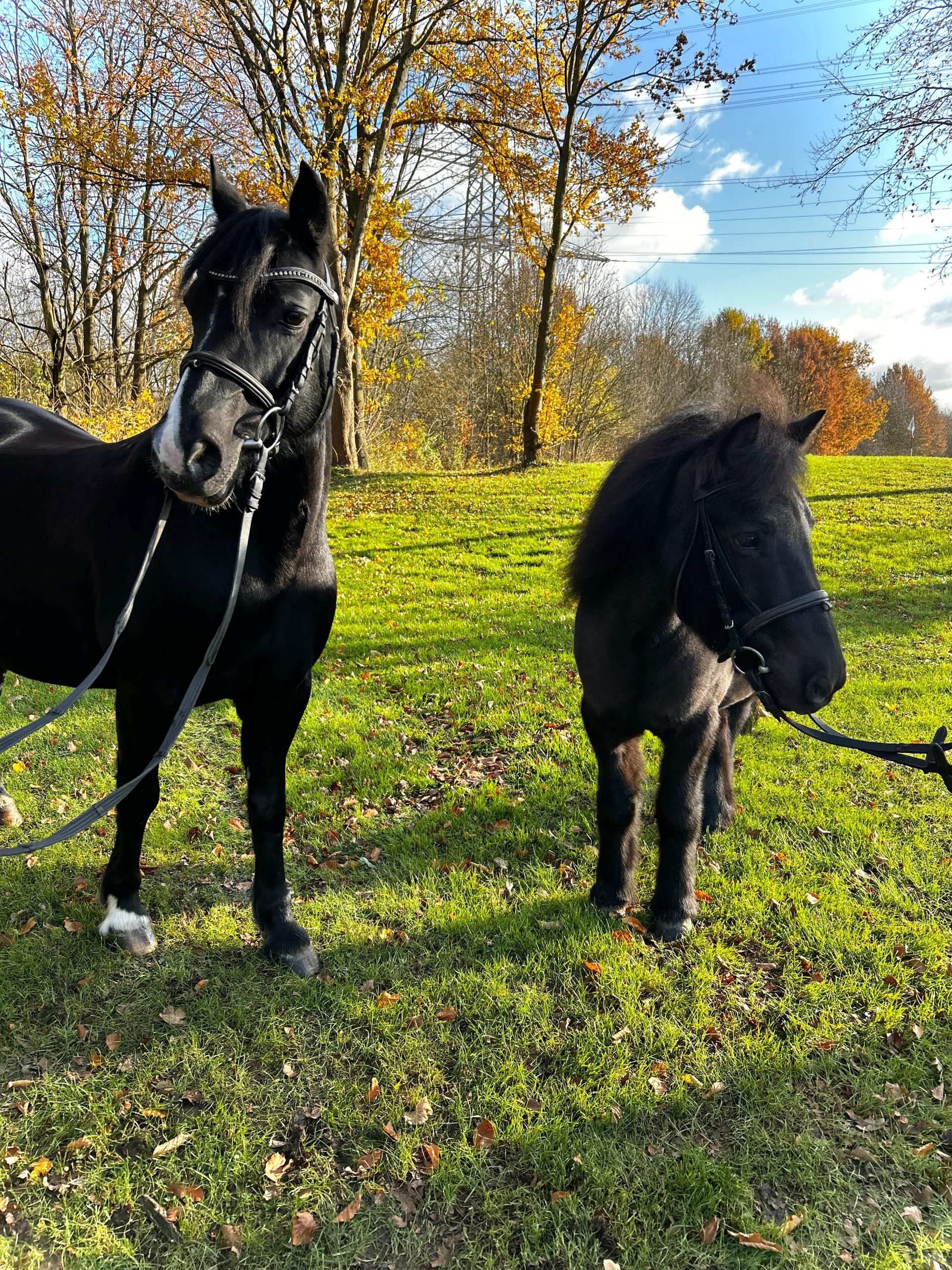 Queenie und Frosty